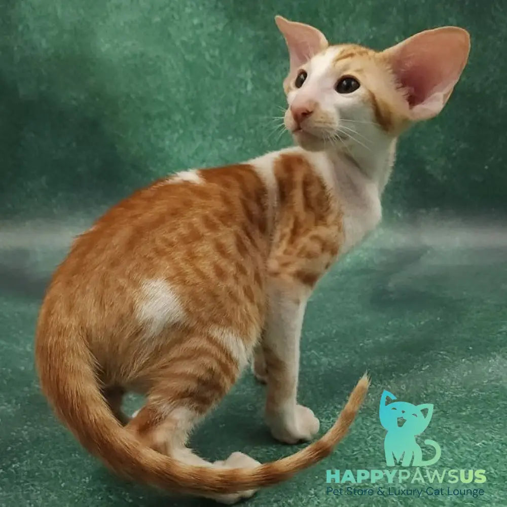 Ziggy Oriental Shorthair male red bicolour spotted tabby - live animals