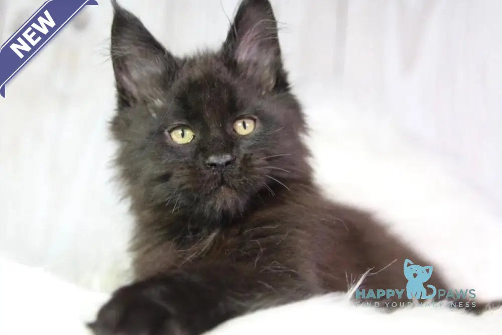 Zigmund Maine Coon male black - live animals