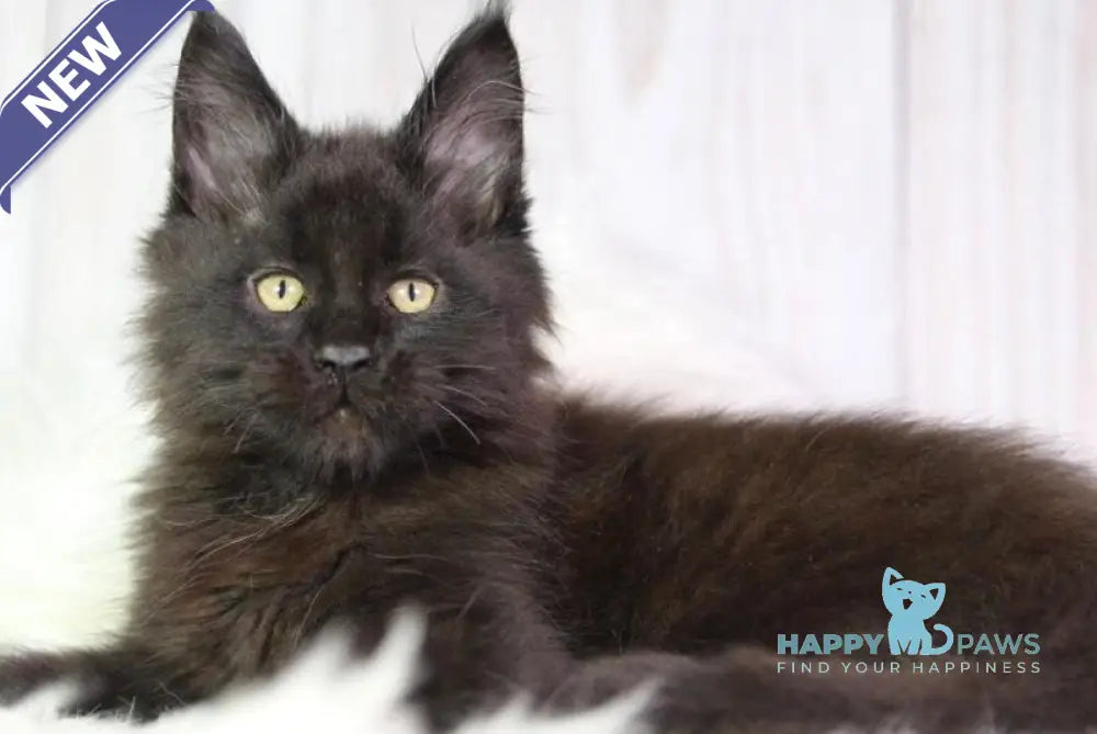 Zigmund Maine Coon male black - live animals
