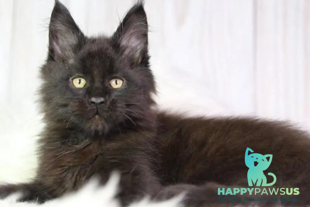 Zigmund Maine Coon male black - live animals