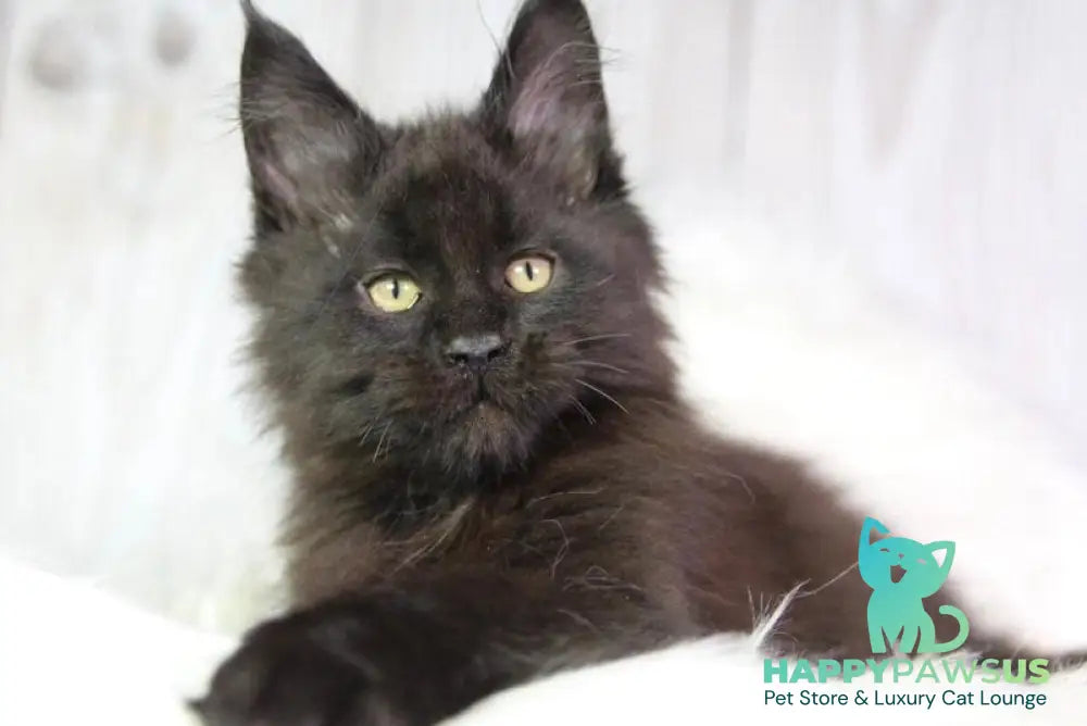 Zigmund Maine Coon male black - live animals