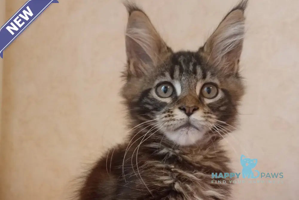 Zigzag Maine Coon male black silver tabby live animals