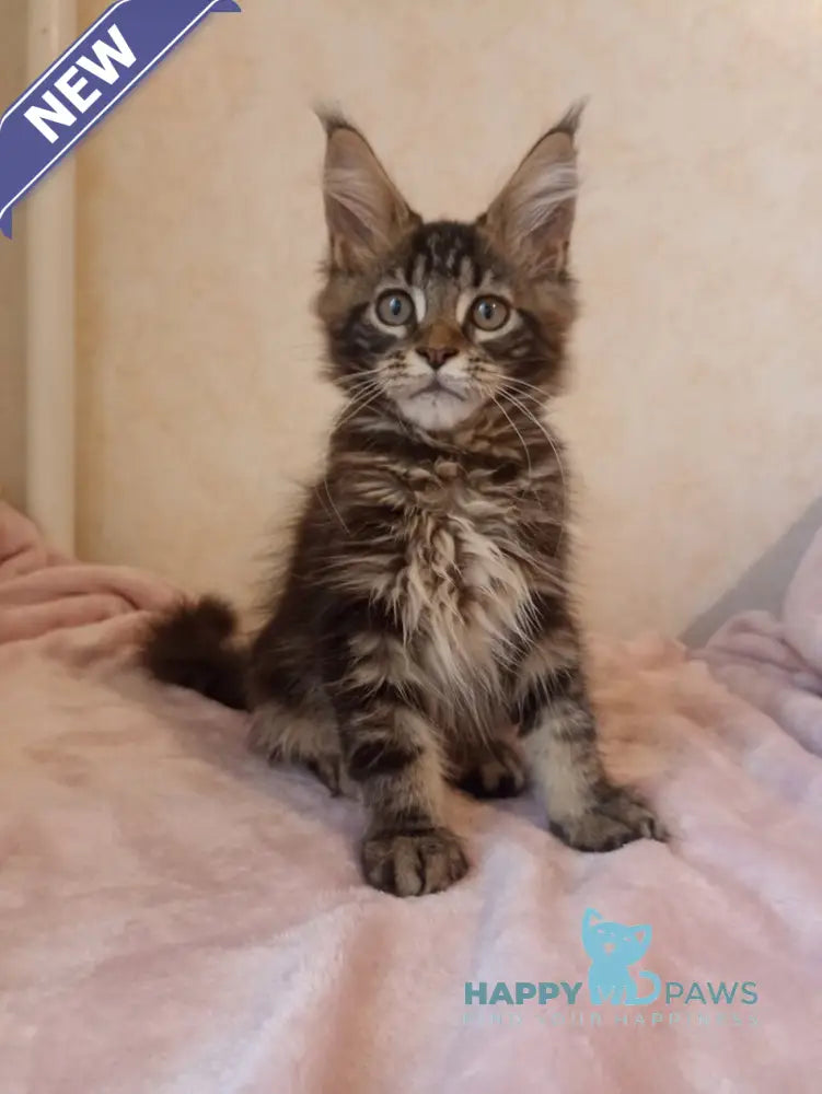 Zigzag Maine Coon male black silver tabby live animals