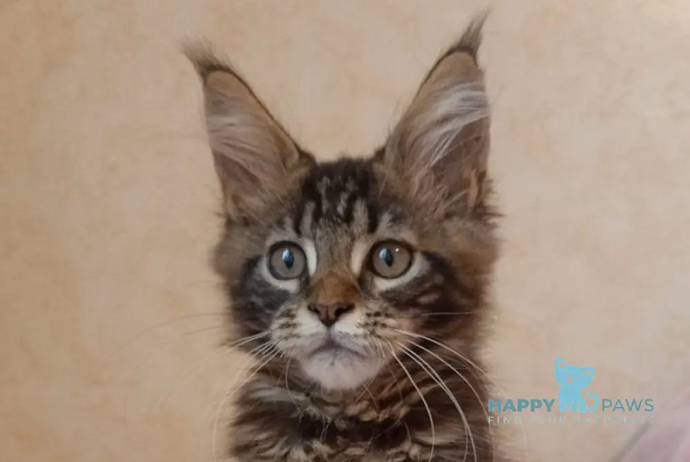Zigzag Maine Coon male black silver tabby live animals