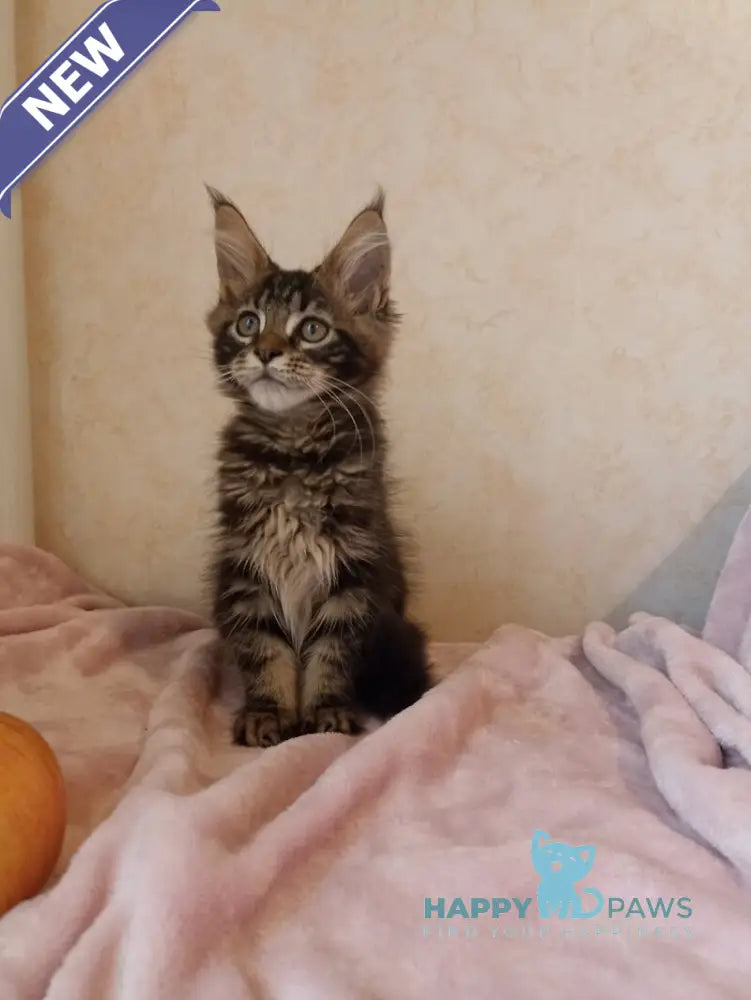 Zigzag Maine Coon male black silver tabby live animals