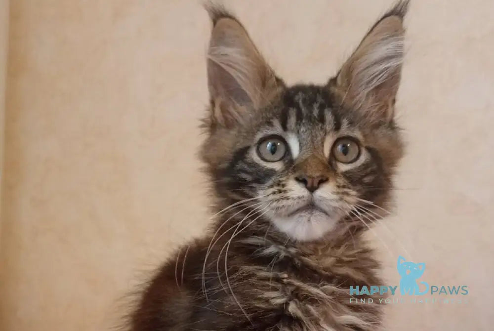 Zigzag Maine Coon male black silver tabby live animals