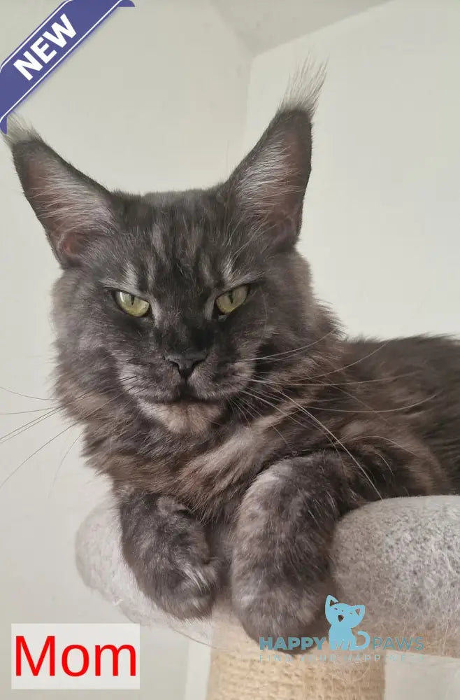 Zigzag Maine Coon male black silver tabby live animals