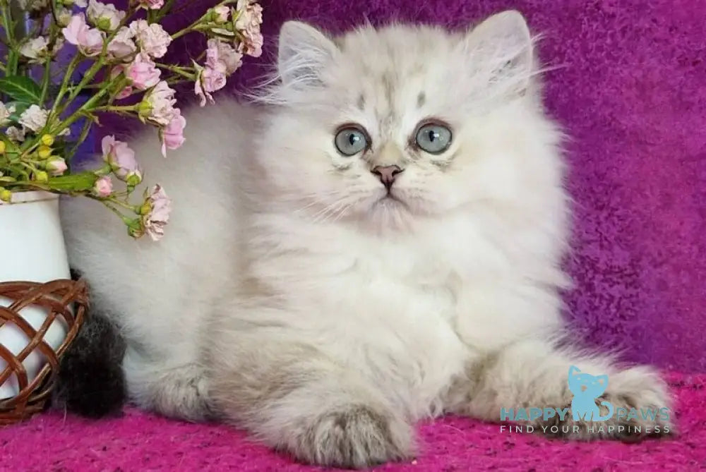 Zilar British Longhair male black silver tabby live animals