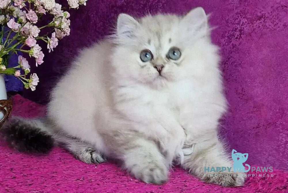 Zilar British Longhair male black silver tabby live animals