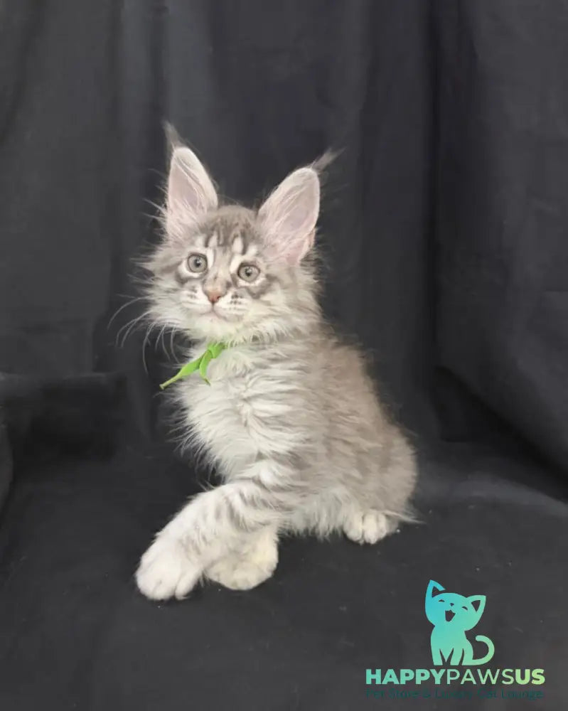 Zimba Maine Coon female blue silver tabby - live animals