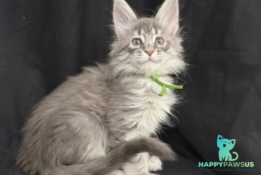 Zimba Maine Coon female blue silver tabby - live animals