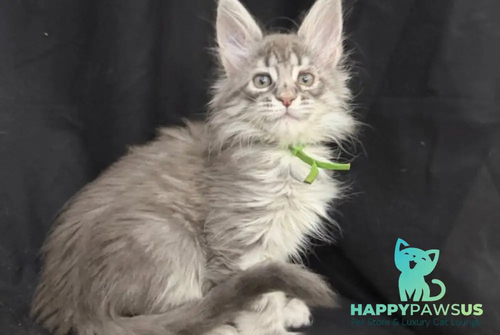 Zimba Maine Coon female blue silver tabby - live animals