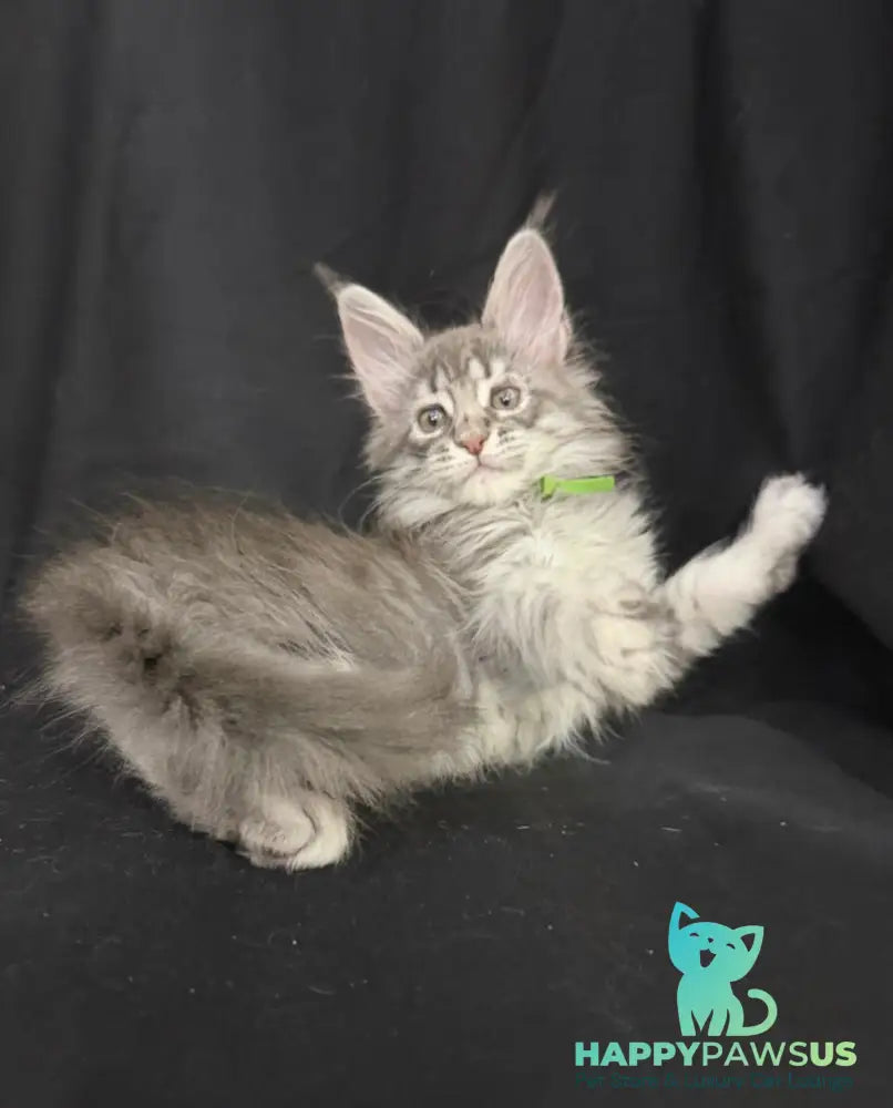 Zimba Maine Coon female blue silver tabby - live animals
