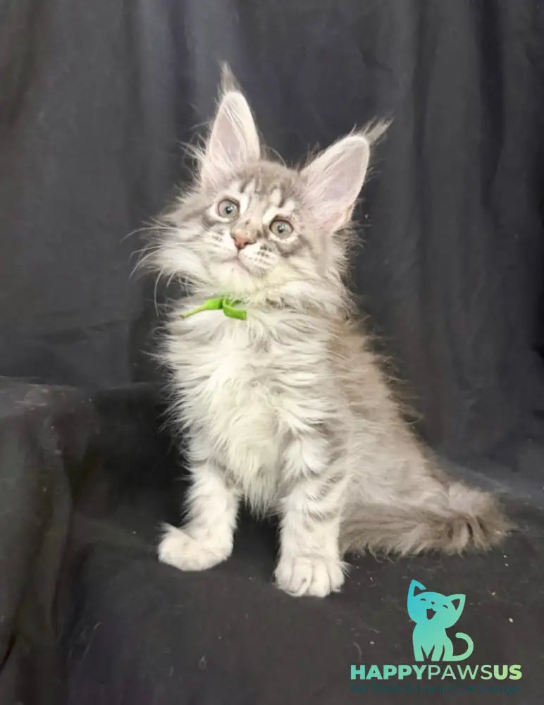 Zimba Maine Coon female blue silver tabby - live animals