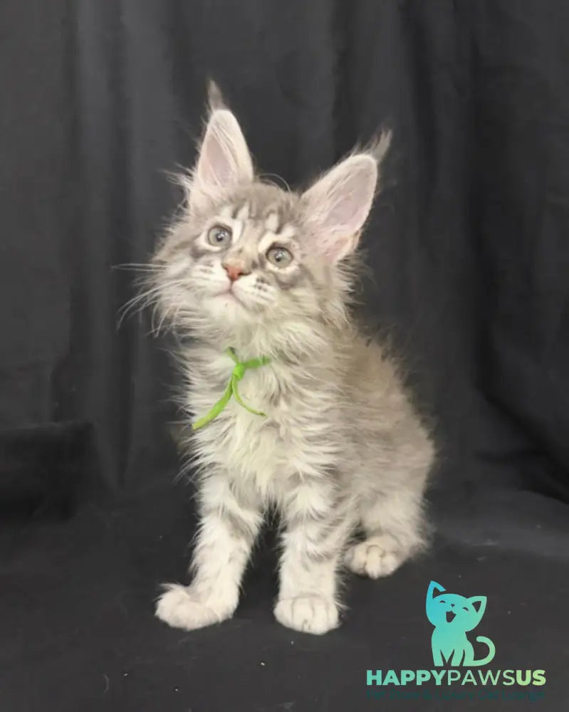 Zimba Maine Coon female blue silver tabby - live animals