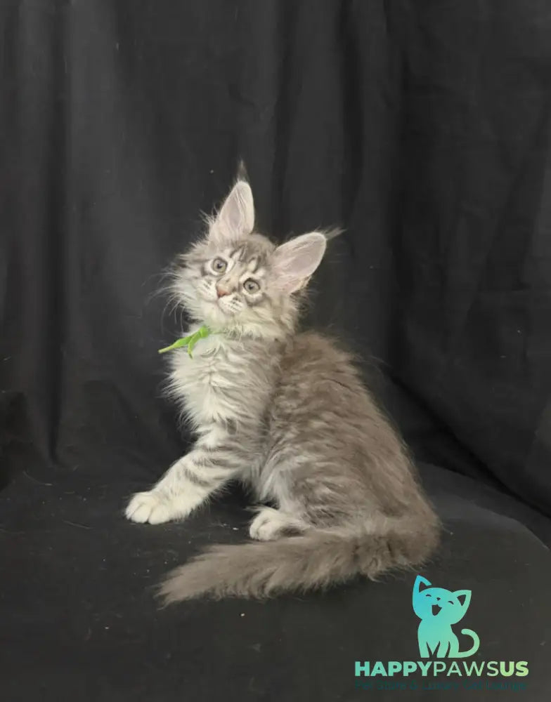 Zimba Maine Coon female blue silver tabby - live animals