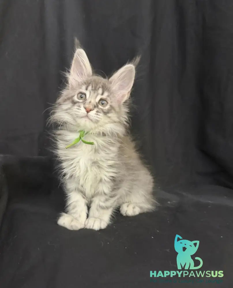 Zimba Maine Coon female blue silver tabby - live animals