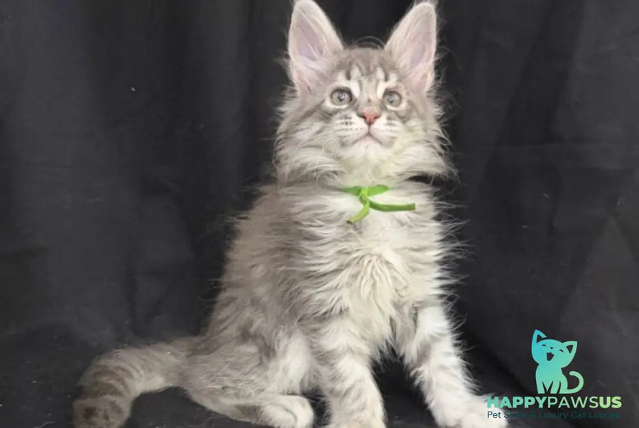 Zimba Maine Coon female blue silver tabby - live animals