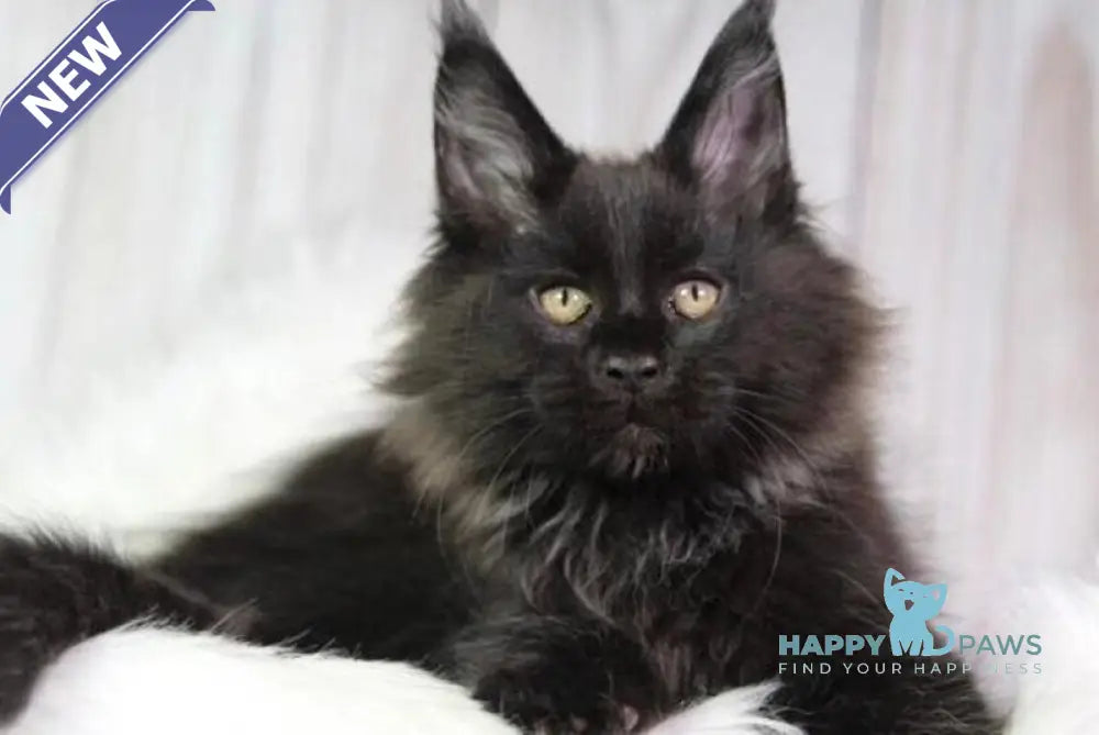 Zimba Maine Coon male black - live animals