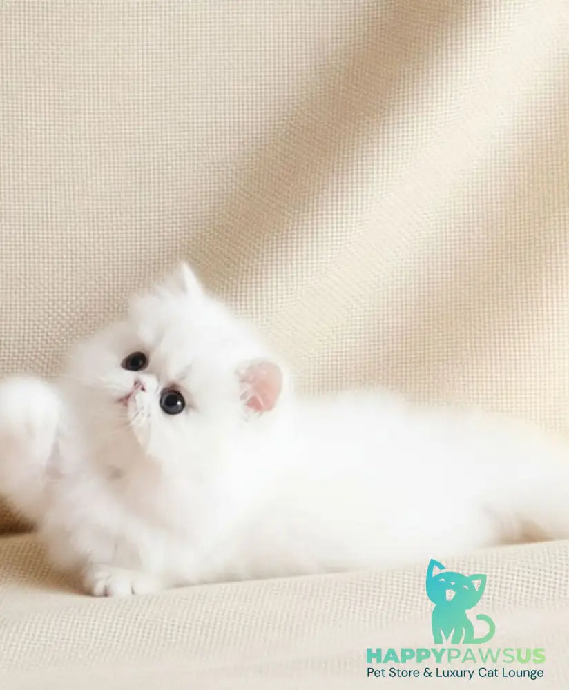Zimushka Persian female white - live animals