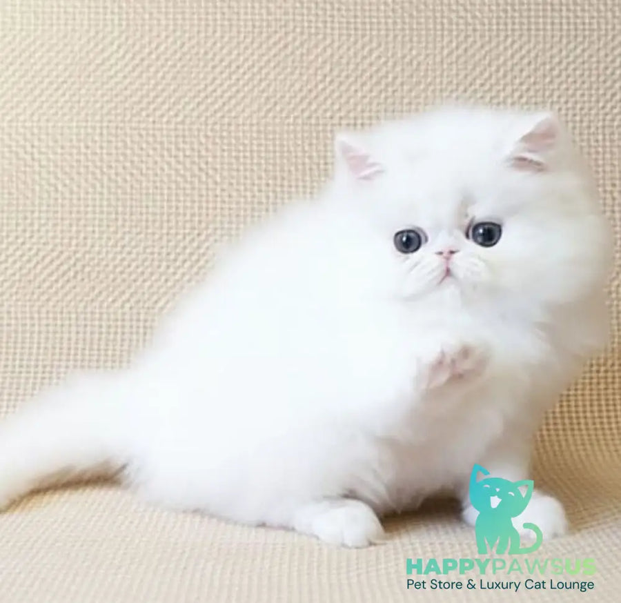 Zimushka Persian female white - live animals