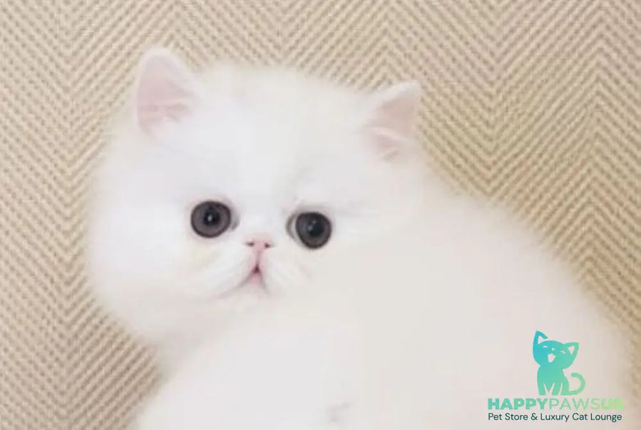 Zimushka Persian female white - live animals