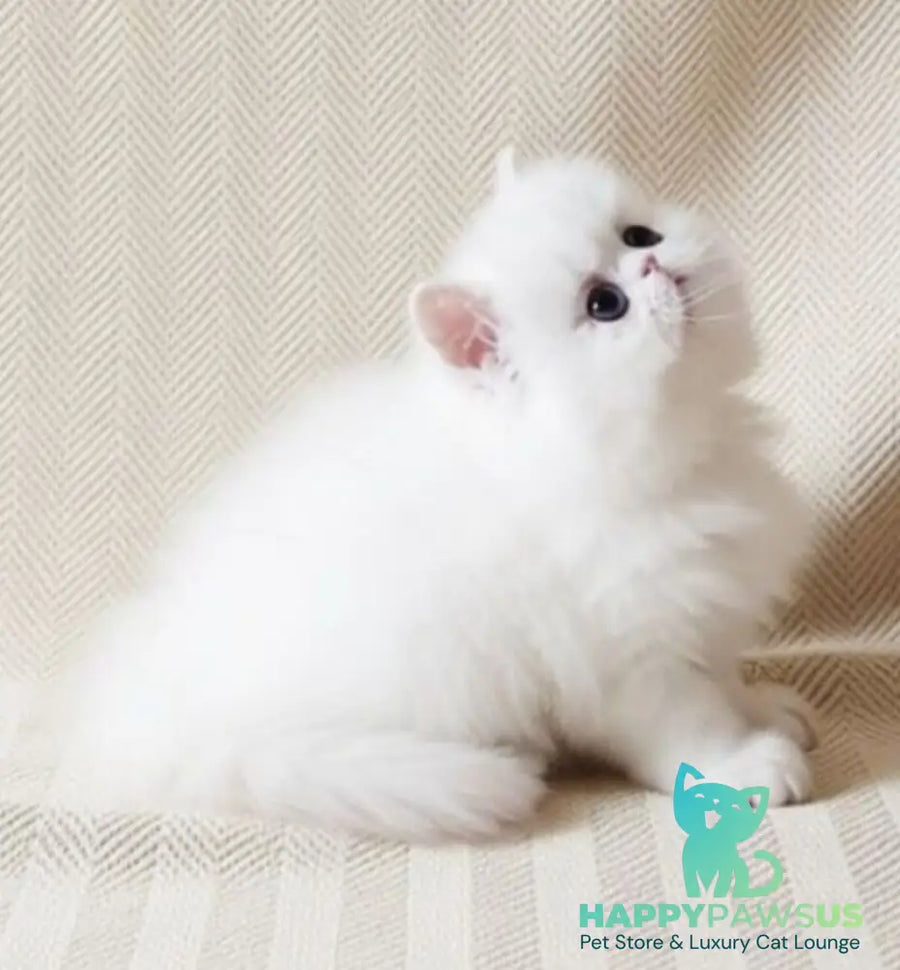 Zimushka Persian female white - live animals