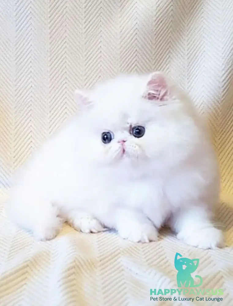 Zimushka Persian female white - live animals