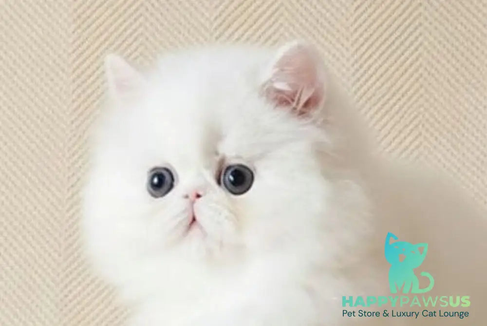 Zimushka Persian female white - live animals