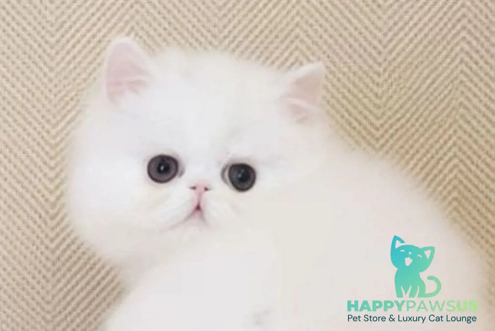 Zimushka Persian female white - live animals