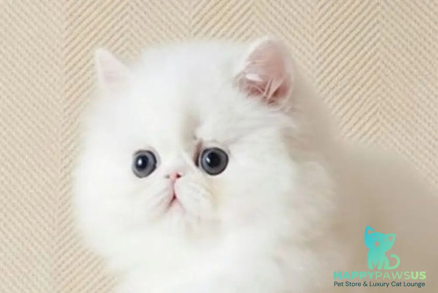 Zimushka Persian female white - live animals