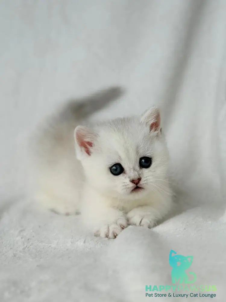 Zipa Munchkin female black silver ticked tabby - live animals