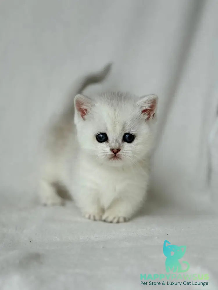 Zipa Munchkin female black silver ticked tabby - live animals