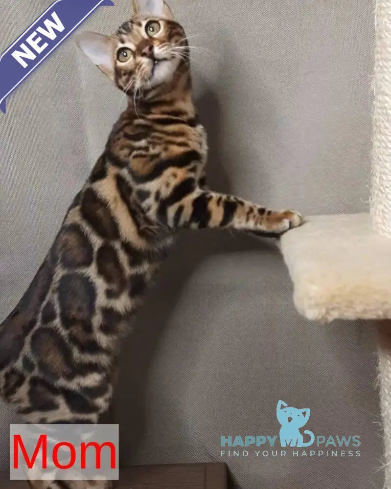Zipsy Bengal female black spotted tabby - live animals