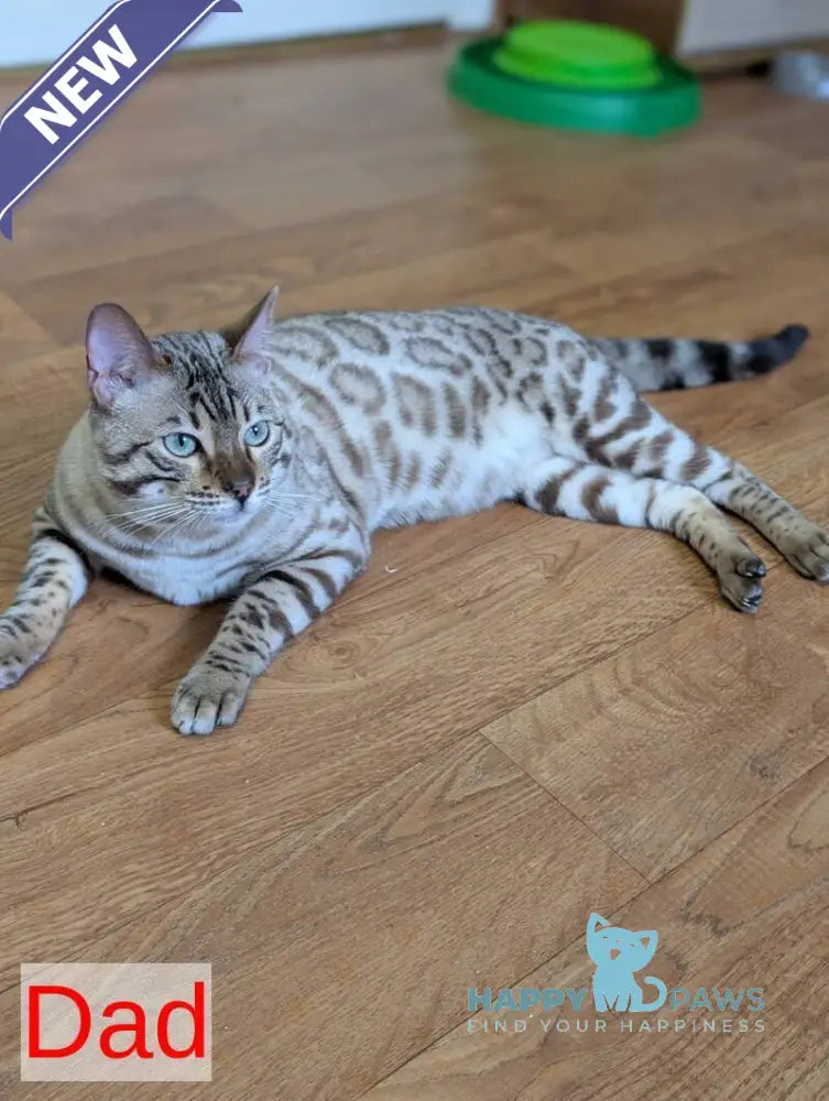Zipsy Bengal female black spotted tabby - live animals