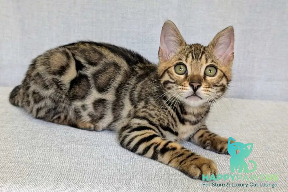 Zipsy Bengal female black spotted tabby - live animals