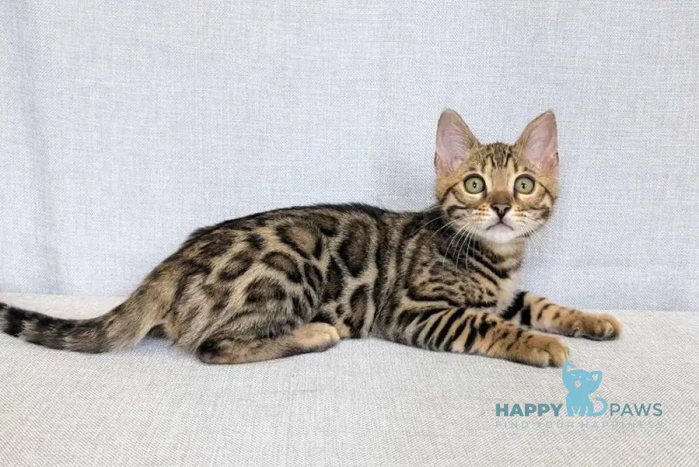 Zipsy Bengal female black spotted tabby - live animals