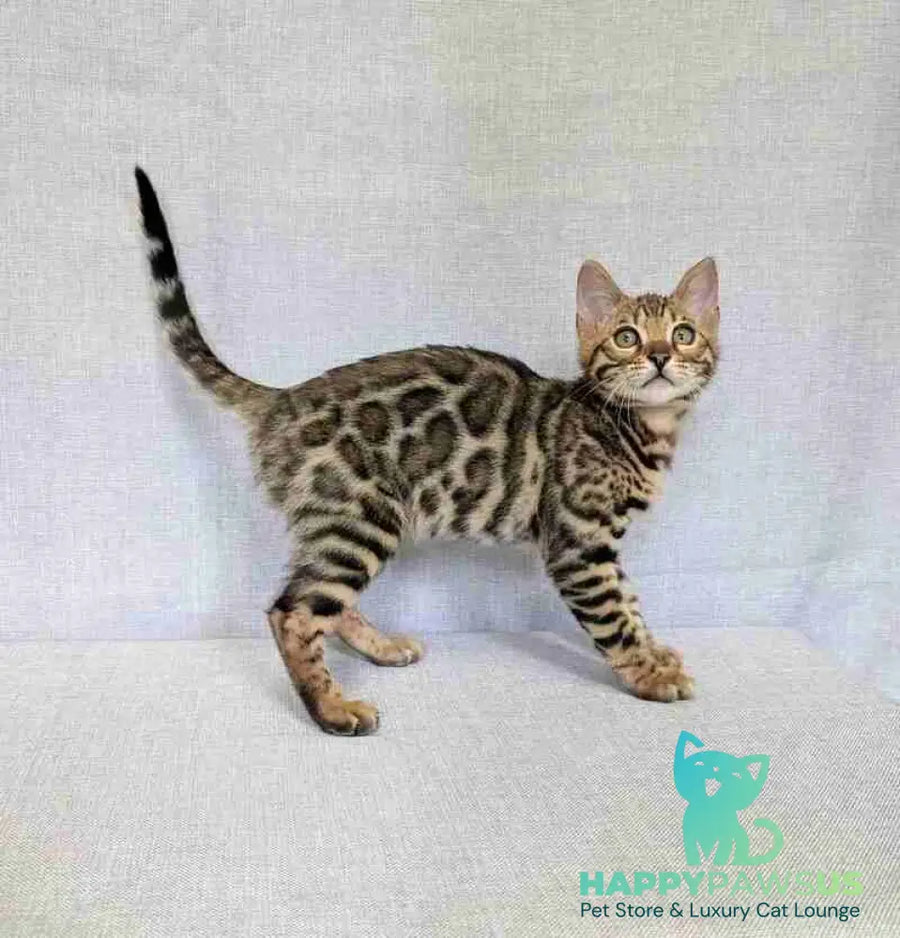 Zipsy Bengal female black spotted tabby - live animals