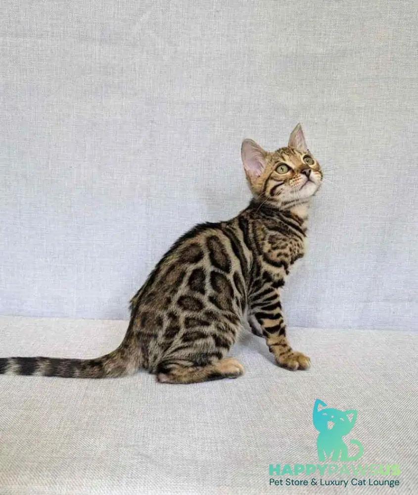 Zipsy Bengal female black spotted tabby - live animals