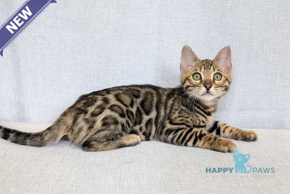 Zipsy Bengal female black spotted tabby - live animals