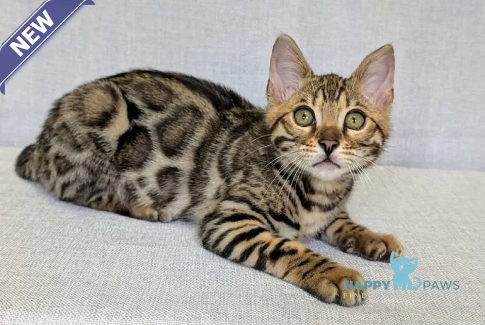 Zipsy Bengal female black spotted tabby - live animals