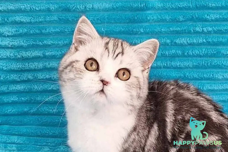 Zira Scottish Straight female black silver tabby bicolour live animals