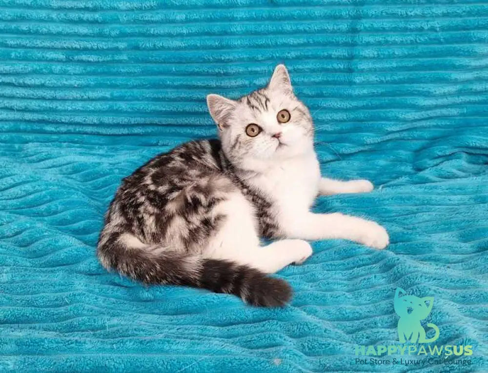 Zira Scottish Straight female black silver tabby bicolour live animals