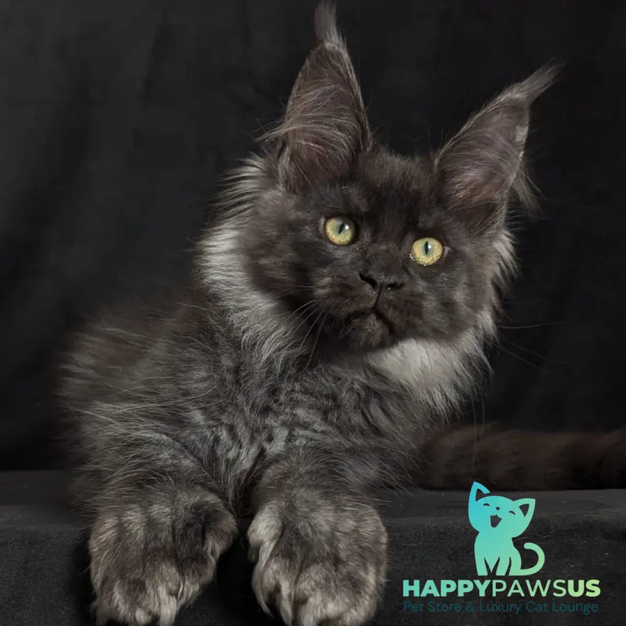 Zita Maine Coon polydactyl 6x6x6x6 female black silver - live animals