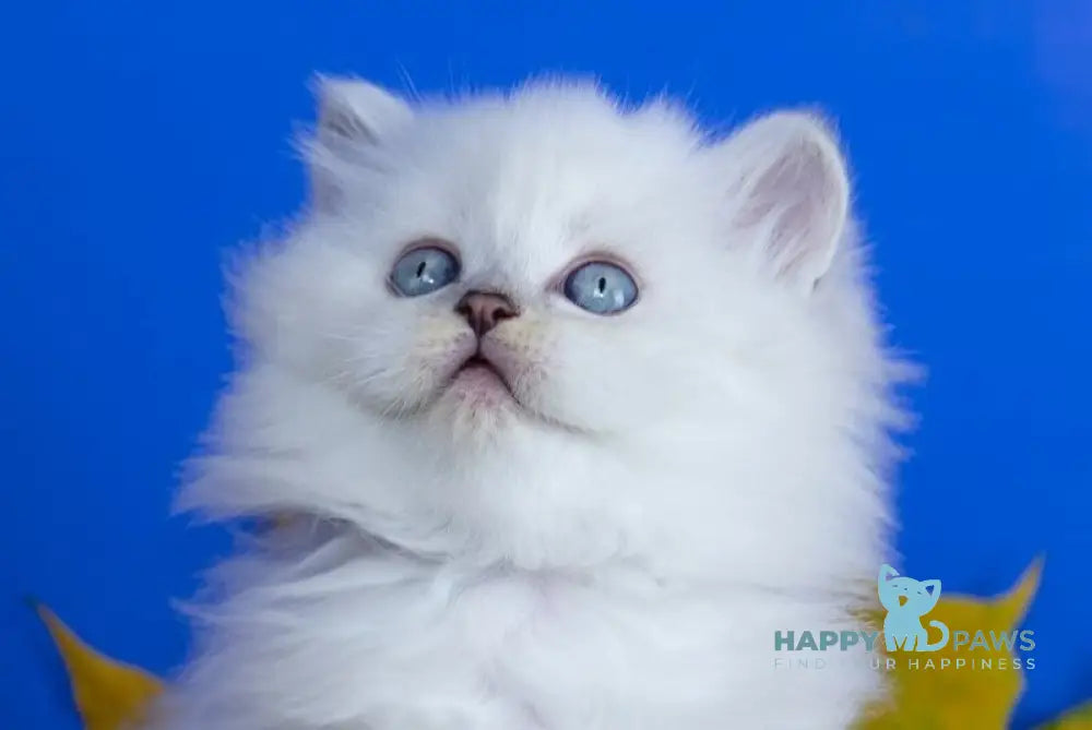 Zitta Scottish Straight female blue silver tabby pointed live animals