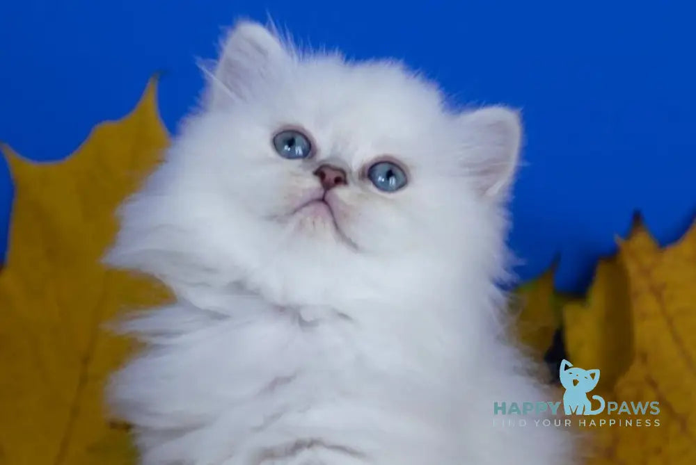 Zitta Scottish Straight female blue silver tabby pointed live animals