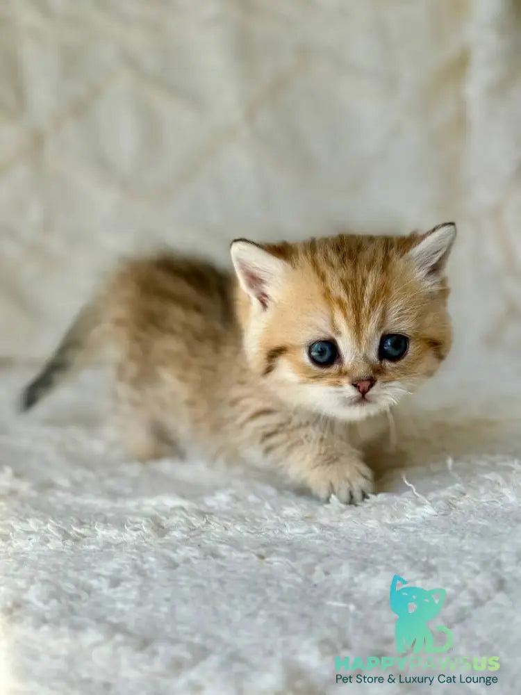 Ziva Munchkin female black golden spotted tabby - live animals