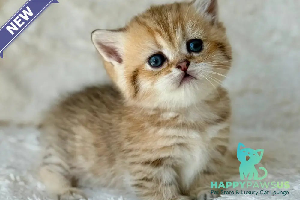 Ziva Munchkin female black golden spotted tabby - live animals