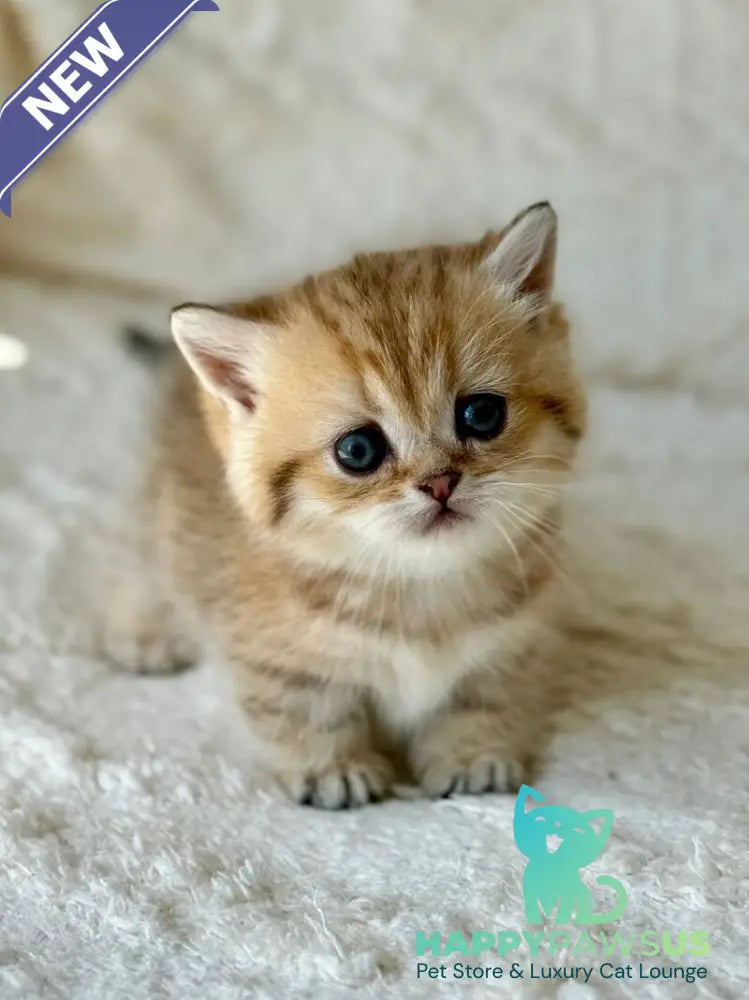 Ziva Munchkin female black golden spotted tabby - live animals