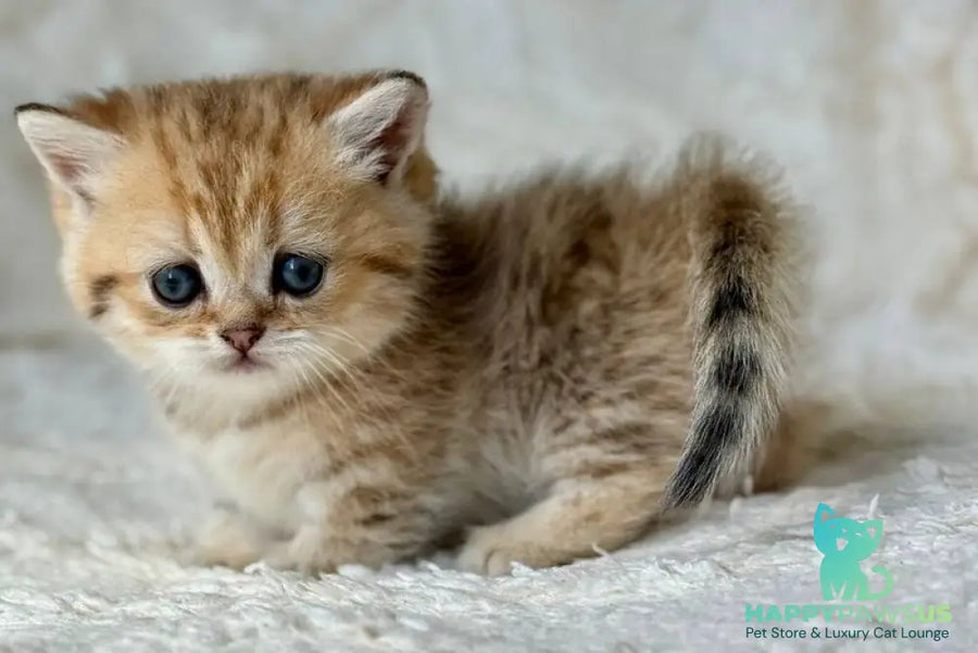 Ziva Munchkin female black golden spotted tabby - live animals